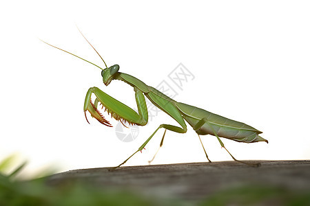 地面上的绿色螳螂图片