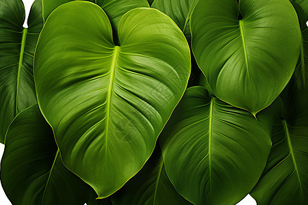 翡翠绿的热带植物图片
