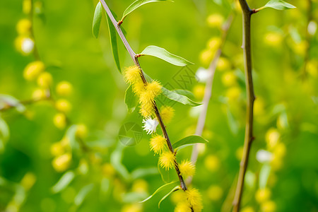 柳树下绽放的黄花背景图片