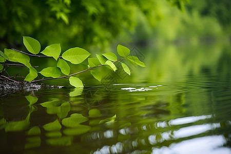 湖畔映照中的绿叶图片