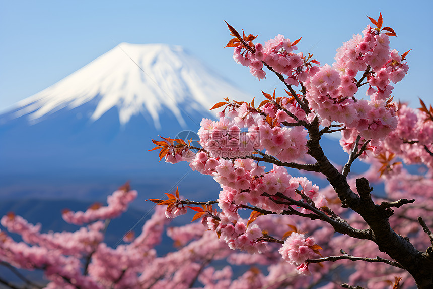 山峰前的樱花树图片