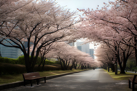 樱花季的公园图片