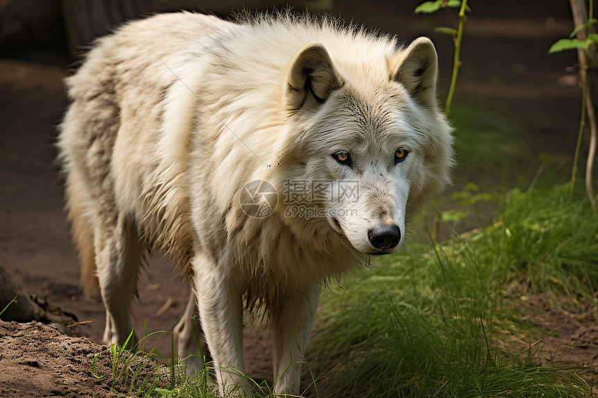丛林里的白狼图片