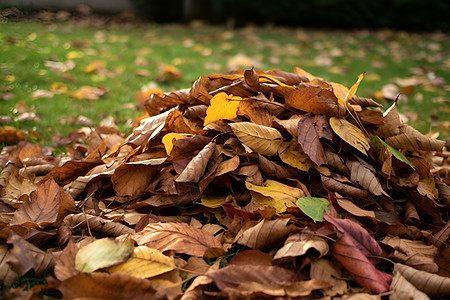 秋天里的落叶图片