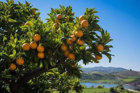 果园中的橙子树图片