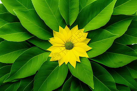 绿叶里的金色太阳花背景图片