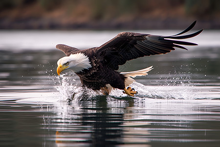 飞翔的鹰鹰降落在水面背景