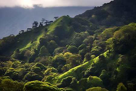 翠绿山坡上的植被图片