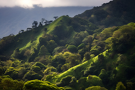 翠绿山坡上的植被背景图片