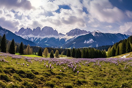 紫色花朵盛开的山谷背景图片