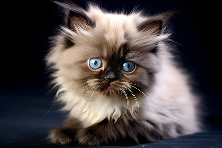 美丽眼睛的猫咪图片