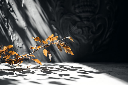 树枝上发光的叶子背景图片