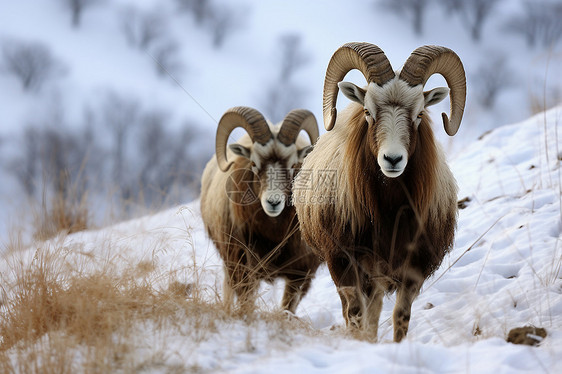 雪地上行走的山羊图片