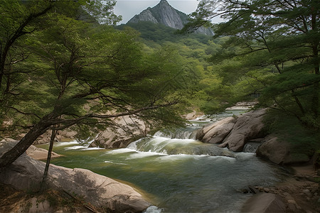 松树山水森林河流背景背景