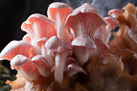 可食用的粉色蘑菇图片