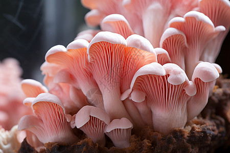新鲜栽培的蘑菇图片