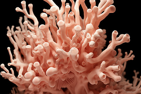 神秘的海底珊瑚图片