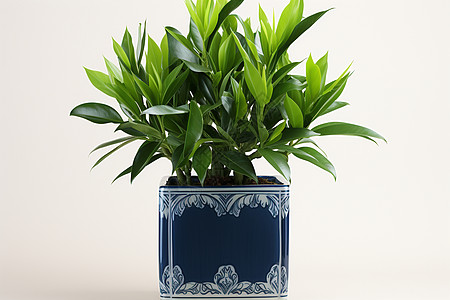青瓷花瓶中的植物背景图片