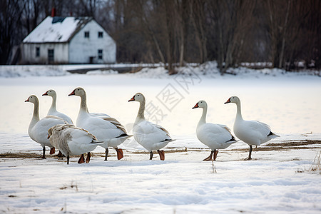 雪地里的鸭群图片