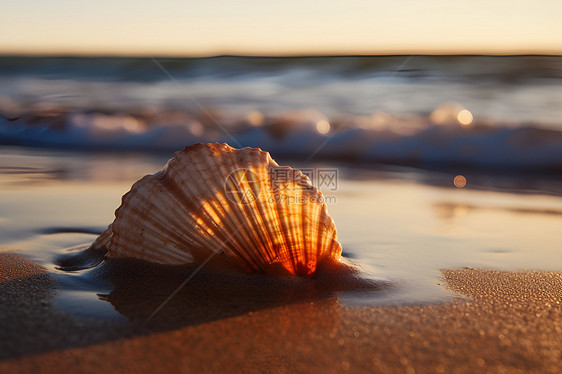 夕阳下的贝壳图片