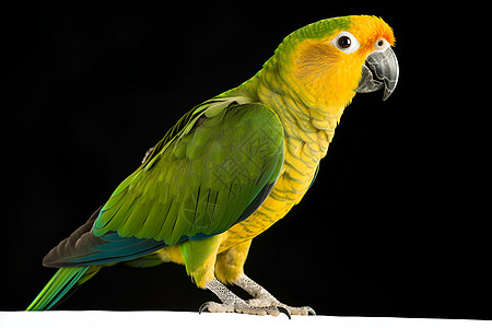 黄绿色的鸟类鹦鹉背景图片