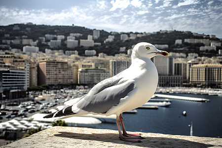 城市小鸟素材城市建筑上的鸟背景