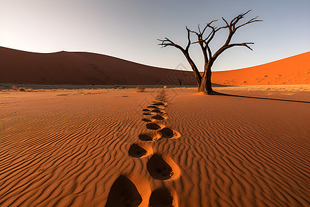 孤树在沙漠中图片