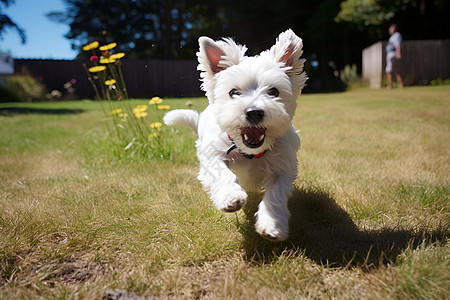 小白犬奔跑在草地图片