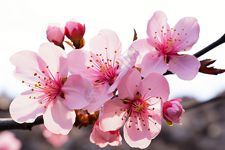 樱花盛放的季节背景图片