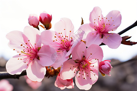 樱花盛放的季节背景图片