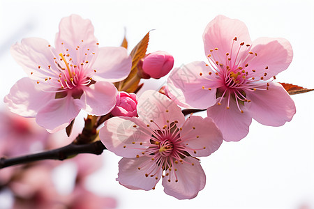 樱花树木粉色花绽放的春天背景