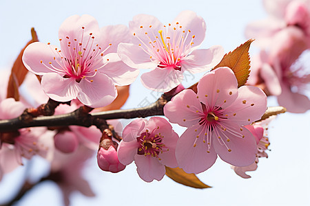 盛开之季樱花绽放图片