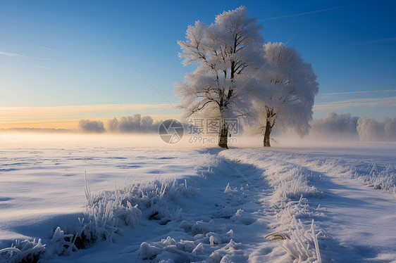 冬日雪地中相依偎的树图片