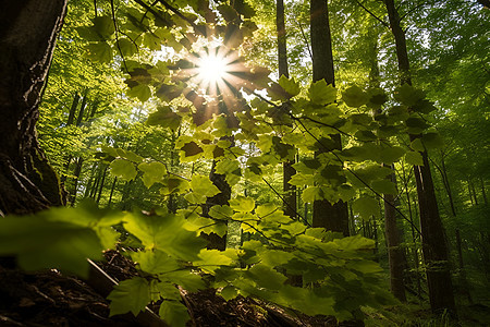 森林中太阳光洒在树叶间图片