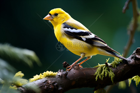 树枝上一只黄色鸟儿图片
