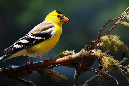 一只黄鸟栖息在树枝上图片