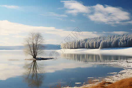 孤立的树在冰冻的湖中央图片