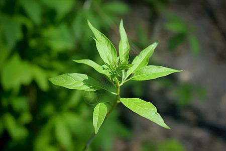 绿色的植物背景图片