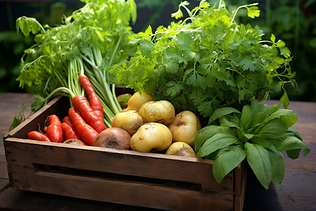 新鲜的菜园土豆西红柿高清图片