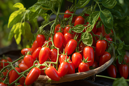 成熟的红番茄图片