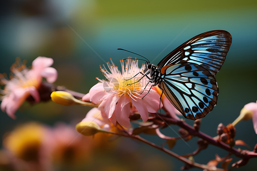 蝴蝶依偎花朵图片