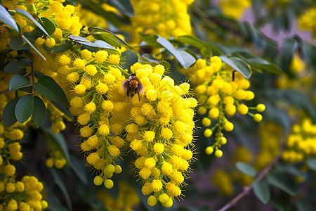 蜜蜂留恋于黄色花朵间背景图片