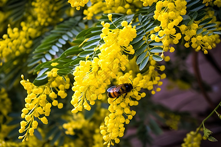 蜜蜂采蜜在黄花丛中背景图片