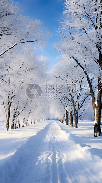 白雪皑皑的丛林小径图片