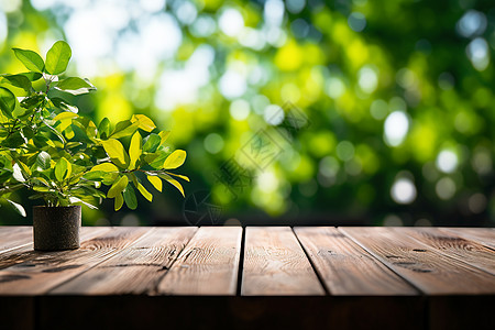 木桌上的绿色植物背景图片