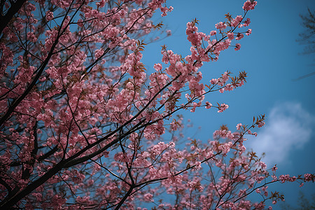 粉色樱花与蓝天共舞图片