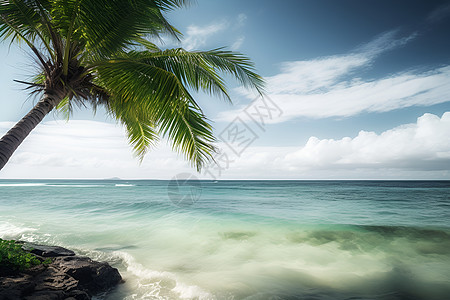 海滩上一棵棕榈图片