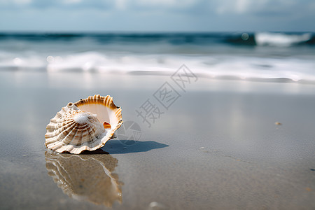 沙滩上海螺图片