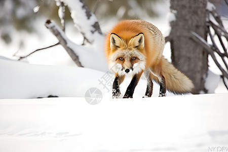 雪地的狐狸背景图片