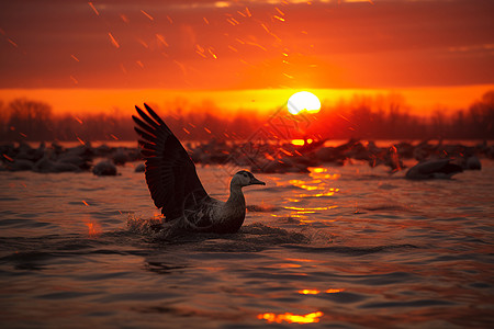 湖面上的野鸭图片